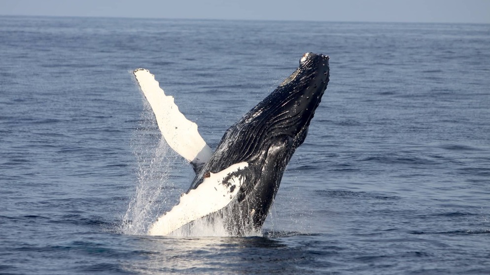 Humpback whale breaching off the coast during a whale-watching excursion in County Cork.