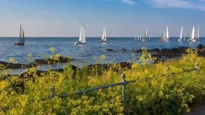Zeilboten op zee voor de kust van Bangor met gele wilde bloemen en een rotsachtige kustlijn op de voorgrond.