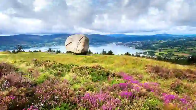 Cloughmore Stone overlooking Carlingford Lough and the Mourne landscape in County Down with colourful heather in bloom.