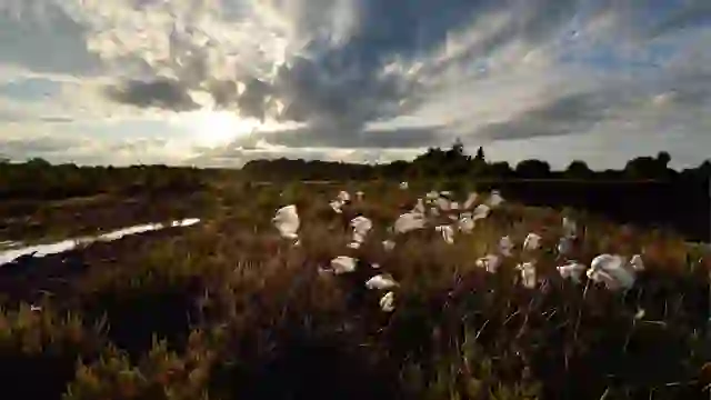 Cotton grass blooms across Lullymore Bog in Lullymore Heritage Park, County Kildare, beneath a dramatic evening sky.