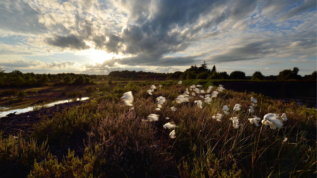 Cotton grass blooms across Lullymore Bog in Lullymore Heritage Park, County Kildare, beneath a dramatic evening sky.
