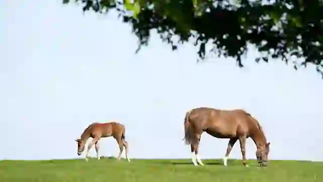 Mare and foal grazing in a green pasture at the Irish National Stud in County Kildare, Ireland.