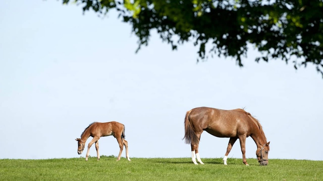 Mare and foal grazing in a green pasture at the Irish National Stud in County Kildare, Ireland.