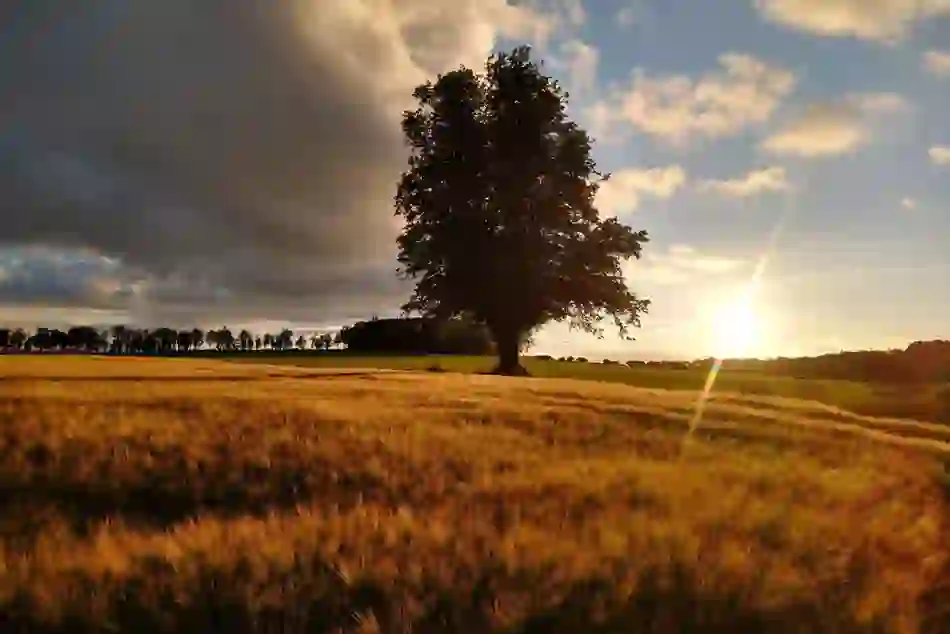 countylaois-ballykilcavanfarm