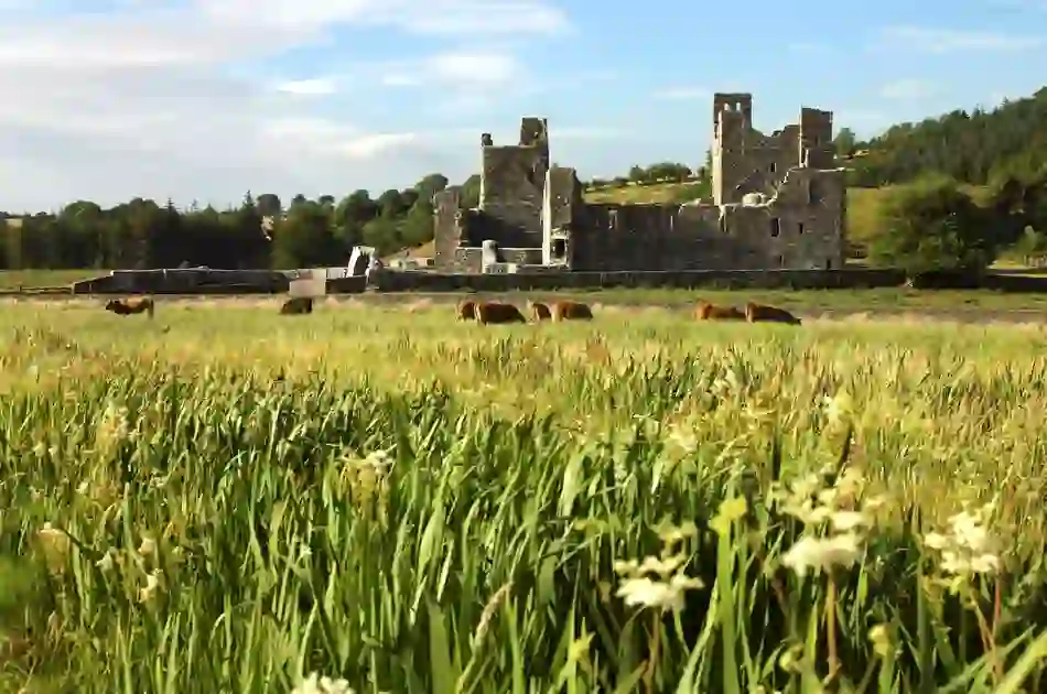 Fore Abbey surrounded by meadow grasses and grazing cattle in the countryside of County Westmeath.
