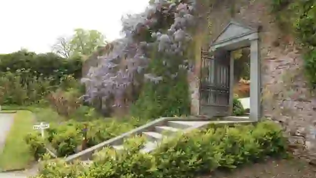 Wisteria climbing the Bell Gate entrance wall at Mount Congreve Gardens, County Waterford.