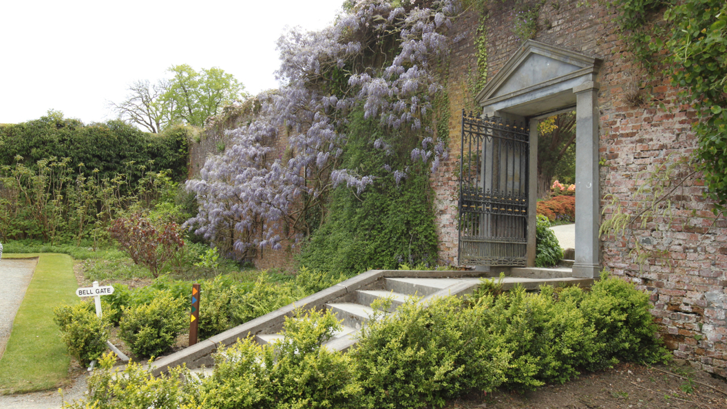 Wisteria climbing the Bell Gate entrance wall at Mount Congreve Gardens, County Waterford.