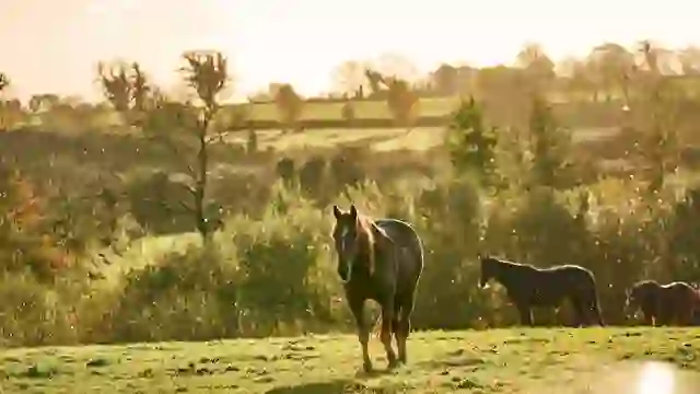 Horses grazing in sunlit fields at Crossogue Equestrian Centre in County Tipperary, Ireland.