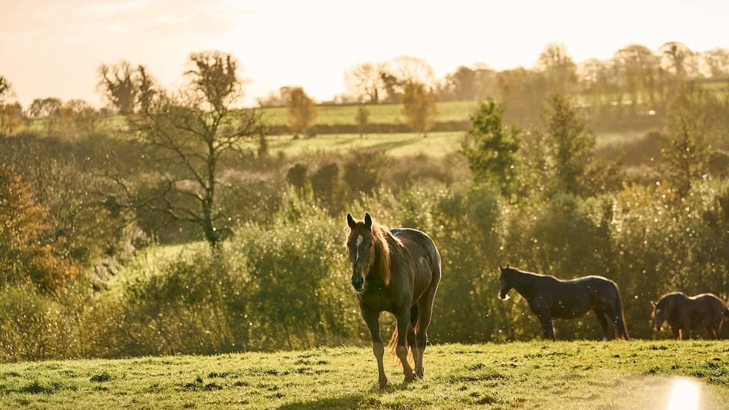Horses grazing in sunlit fields at Crossogue Equestrian Centre in County Tipperary, Ireland.