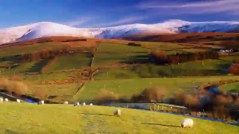 Sheep graze beneath the snow-capped Sperrin Mountains in County Tyrone on a clear winter day.