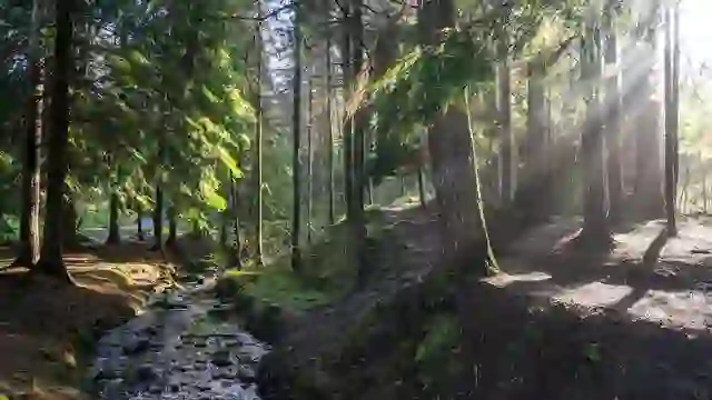 Sunlight streams through the trees beside a woodland trail and flowing stream in Gortin Glen Forest Park, County Tyrone.