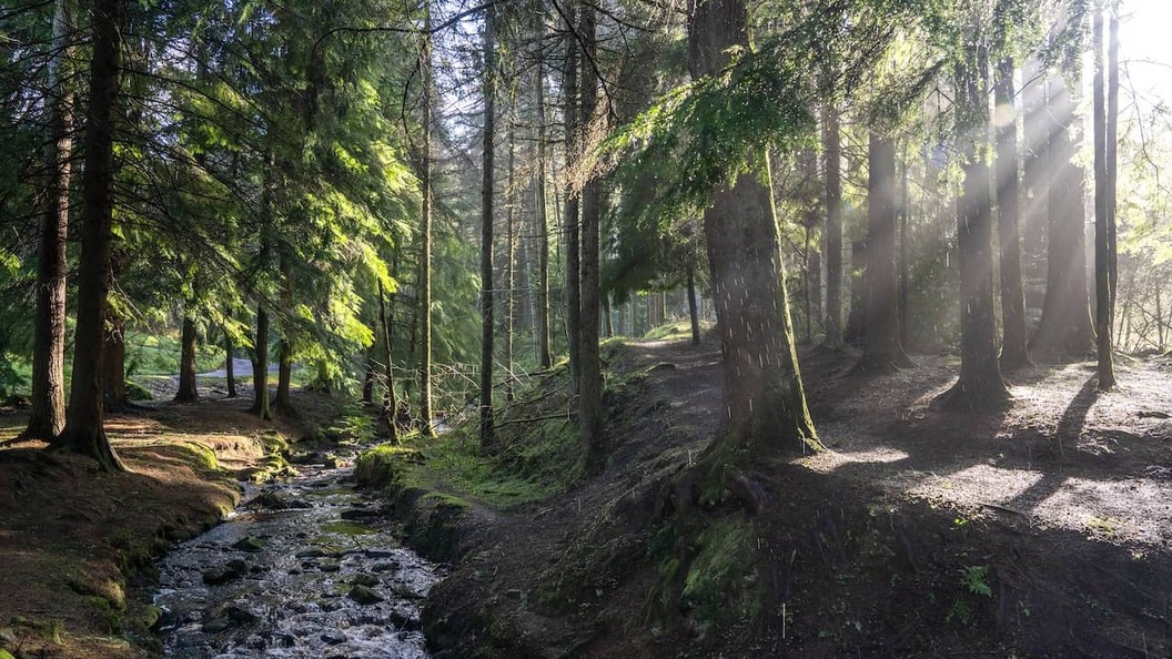 Sunlight streams through the trees beside a woodland trail and flowing stream in Gortin Glen Forest Park, County Tyrone.