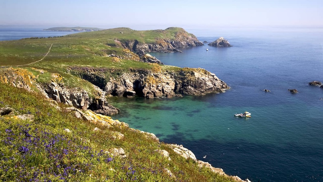 Wildflowers overlooking the Saltee Islands and turquoise waters off the County Wexford coast.