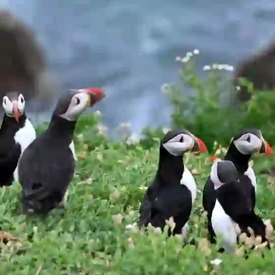 Puffins standing on grassy cliffs on the Saltee Islands in County Wexford beside wildflowers.