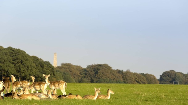Phoenix Park: a Dublin institution