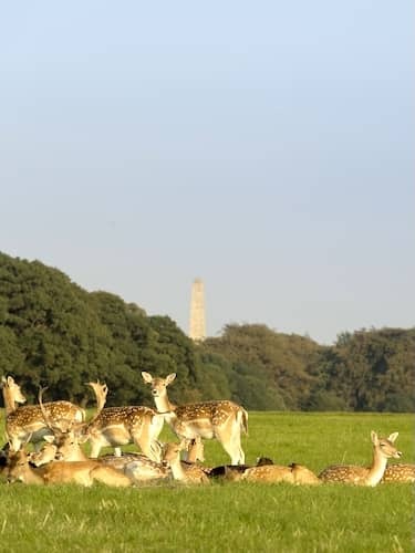 Fallow deer resting on a green field in Phoenix Park with the Wellington Monument in the distance.