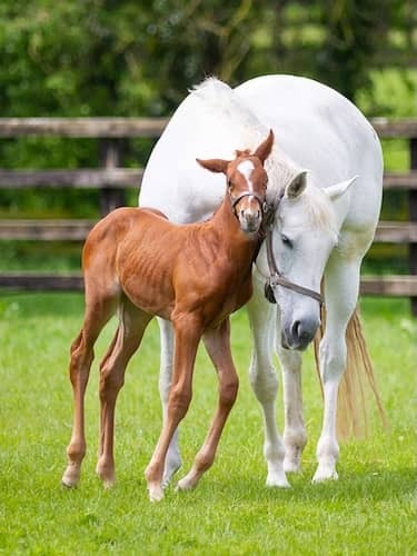 White horse and foal in a paddock along the Dublin to Galway route.