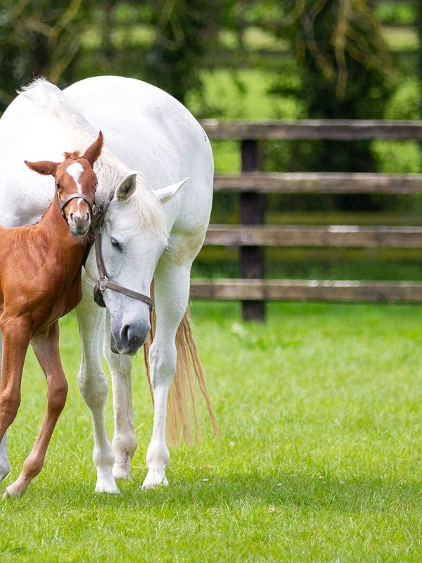 Een witte merrie die haar jong veulen knuffelt in een zonovergoten weiland van het Irish National Stud, met houten omheiningen en weelderig groen op de achtergrond.