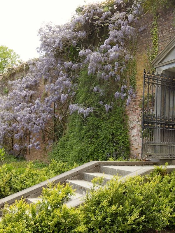 Walled garden entrance at Mount Congreve, with stone steps, iron gates and purple wisteria in bloom.