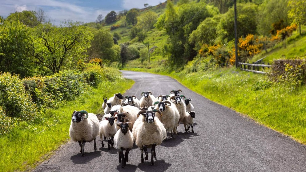 A flock of sheep walking along a winding country lane surrounded by green hedges and hills in Northern Ireland.