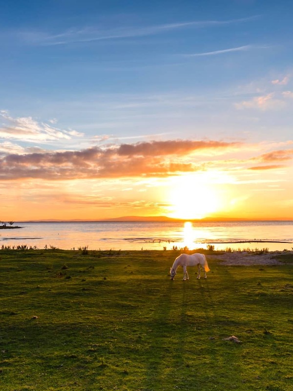 White horse grazing by Lough Neagh at sunset with glowing sky and calm waters in County Antrim, Northern Ireland.