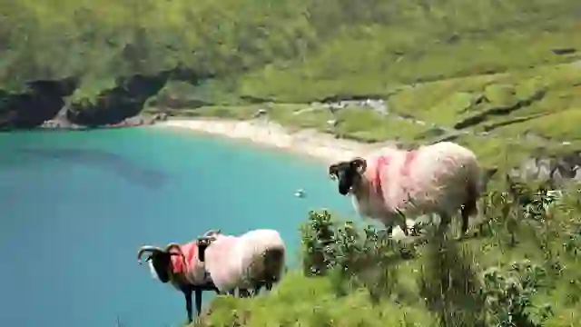 Des moutons paissant sur des falaises herbeuses au-dessus des eaux turquoises de la baie de Keem sur l’île d’Achill, dans le comté de Mayo.