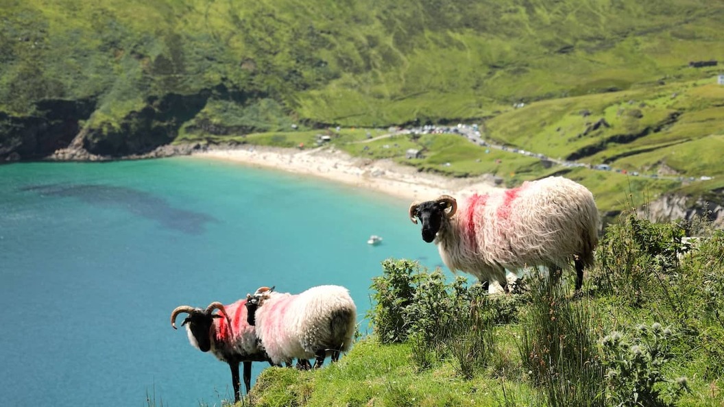 Des moutons paissant sur des falaises herbeuses au-dessus des eaux turquoises de la baie de Keem sur l’île d’Achill, dans le comté de Mayo.
