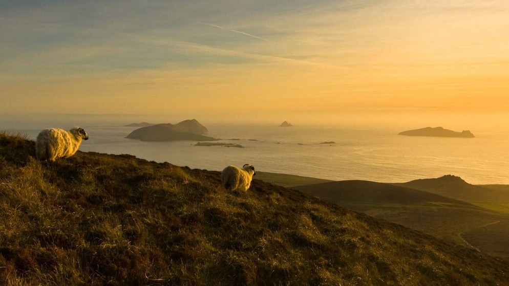 Sheep graze on Dingle cliffs at sunset, with the Blasket Islands silhouetted against the Atlantic horizon.