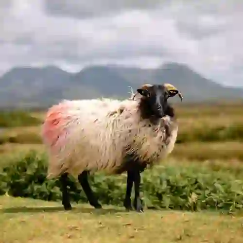 Connemara sheep standing against a backdrop of rugged mountains in County Galway.