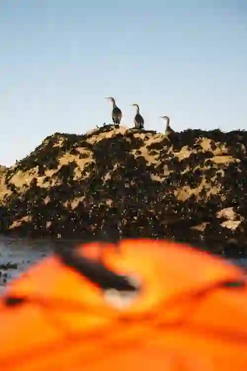 dublinkayaktour-seabirds-portrait