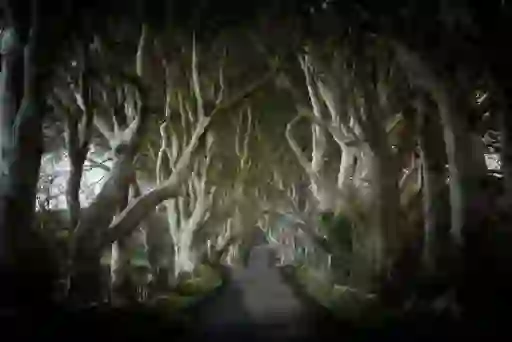 ed-sheeran-Dark-Hedges-insetcms