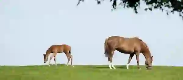 Mare and foal grazing crop FINAL