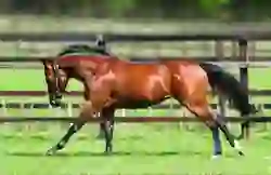 top-banner-Equiano-NP-galloping-May11-TJones-RE2-scaled-e1603964777947-500x323