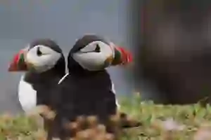 2 puffins facing away from each other