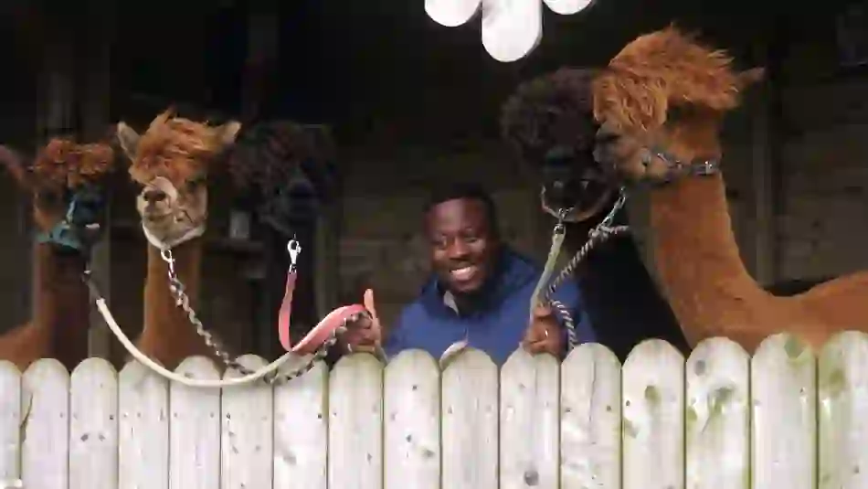 where-to-next-baba-donegal-alpacas