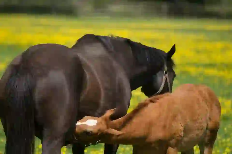 Mare and Foal 5 Copy