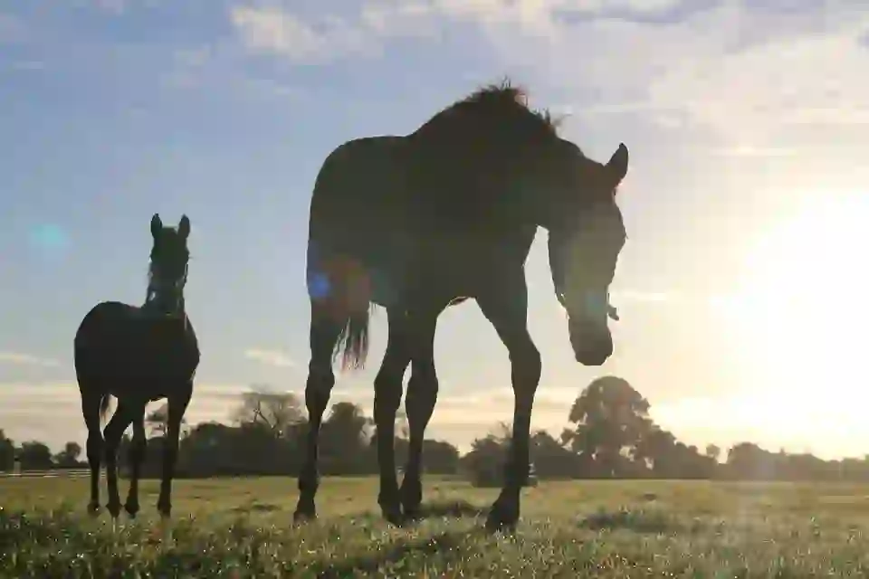 Foals grazing at sunrise