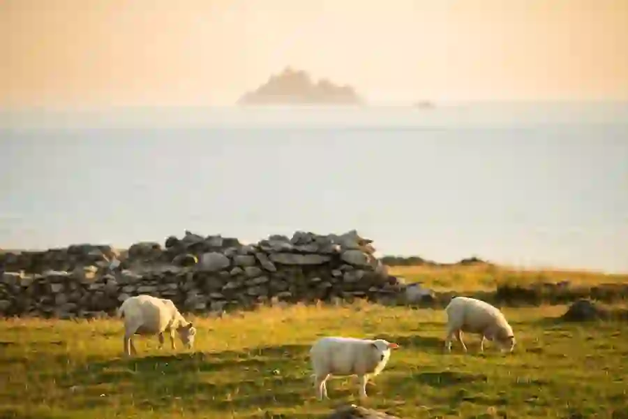 The Skellig Islands Co Kerrywebsize