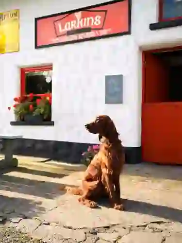 Irish setter sitting outside Larkin's, a whitewashed rural pub in County Tipperary with red flowers and an open doorway.