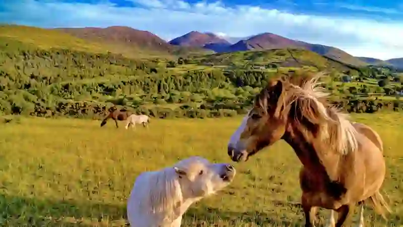 Ponies graze in a sunlit field with the Mourne Mountains rising in the distance, County Down.