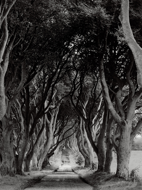 Dark Hedges Ballymoney Co AntrimTI74ZIV 1