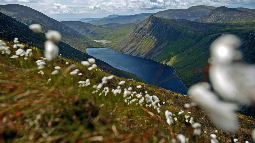 Scenic view of a shimmering lake and rolling green mountains in Ireland, framed by wildflowers in the foreground.