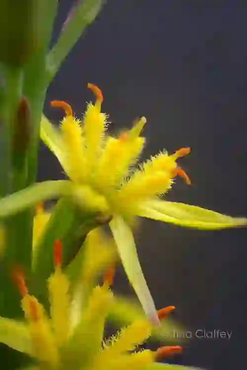 Tina Claffey-Bog Asphodel-1