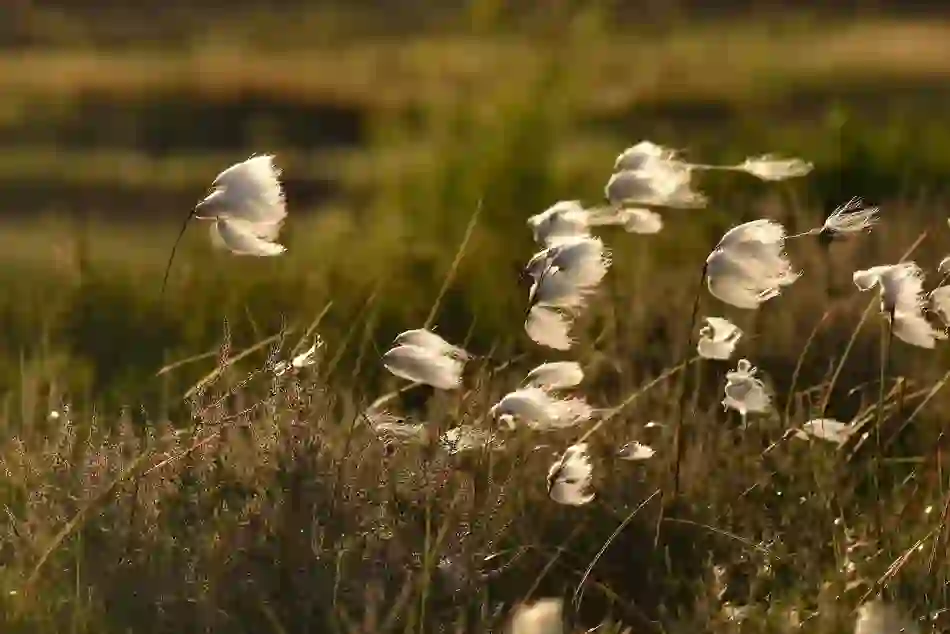 Bog cotton Lullymore heritage and discovery park Co Kildaremaster