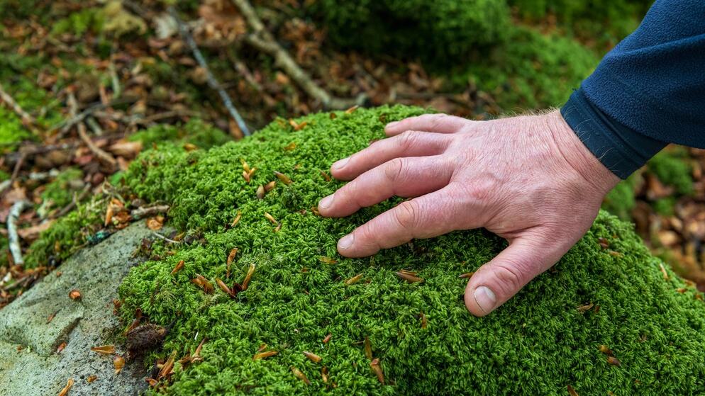 Een hand raakt zacht een felgroen mos aan op een steen tijdens een bosbadervaring in het Ring of Gullion-bos.