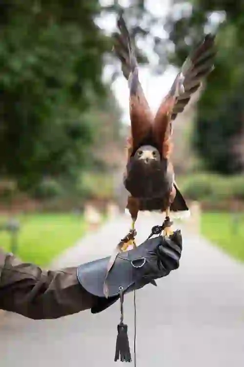 hawkwalks-hawkflying