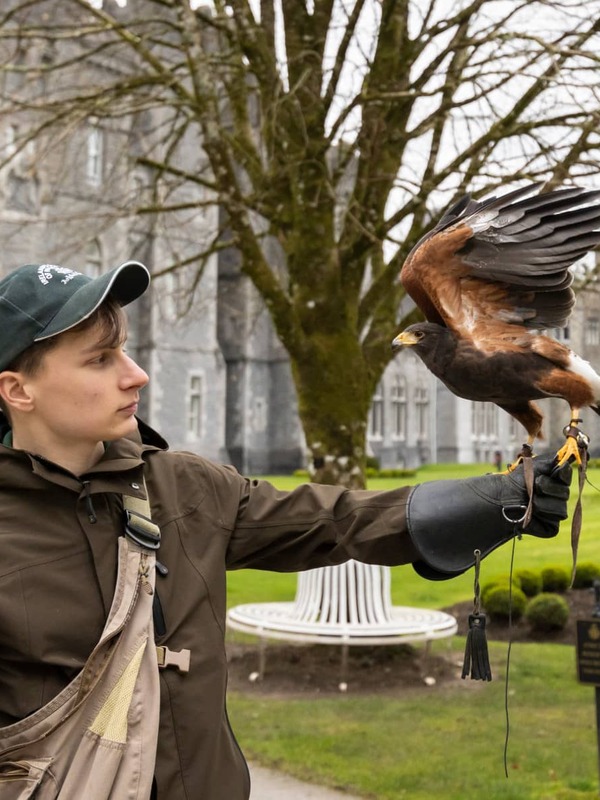 A falconer holds a Harris’s hawk on the lawn at Ashford Castle, County Mayo, with the castle visible behind.