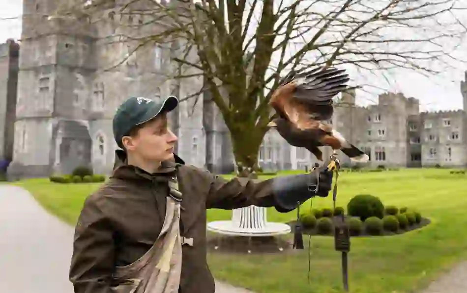 hawkwalks-ashfordcastlehawk-herov1