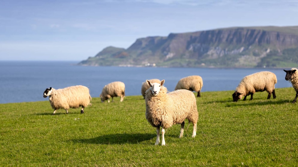 Moutons paissant dans un champ verdoyant en bord de mer, avec vue sur la côte d'Antrim, en Irlande du Nord.