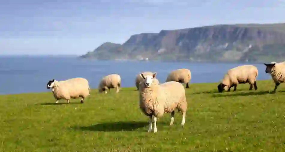 Moutons paissant dans un champ verdoyant en bord de mer, avec vue sur la côte d'Antrim, en Irlande du Nord.